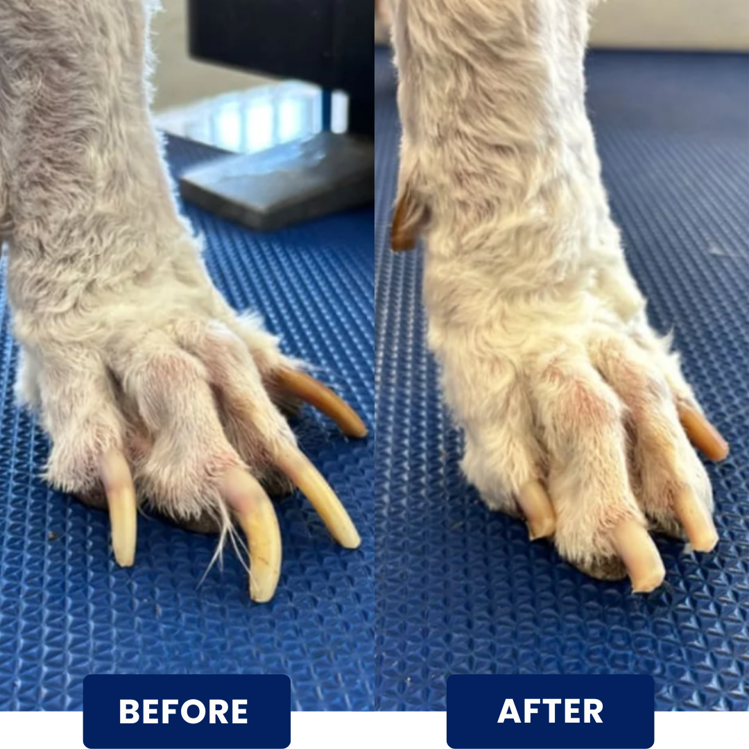 PetComfy™ | Stress-Free Nail Care System